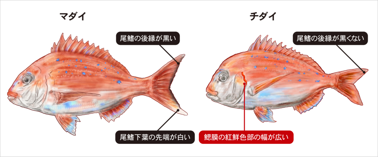 赤いタイの見分け方