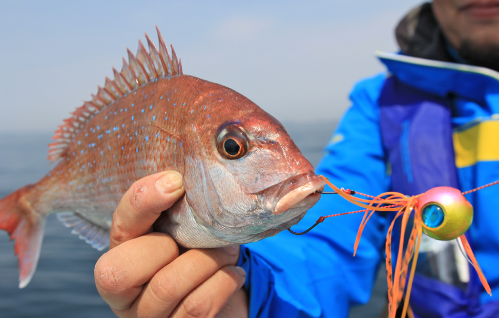 マダイの形・特徴